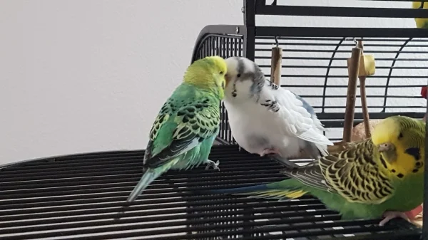Wellensittich-Bild: Merlin zog am 18.8. bei mir ein - und am 21.8. hat er schon mit meiner weißen Wolke Lilly geschnäbelt. Rechts vorne im Bild schaut Chiquita dezent weg..
