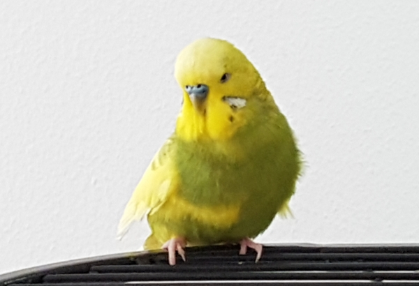 PHPSESSID