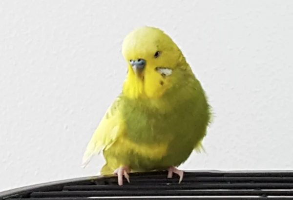 Wellensittich-Bild: Bubi ist ein 7jähriger Hahn, der nach dem versterben des Partnervogels übrigblieb. In einer Blitzaktion kam er zu mir und komplettierte meinen Schwarm.