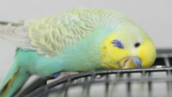 Wellensittich-Bild: Der Schmusevogel...