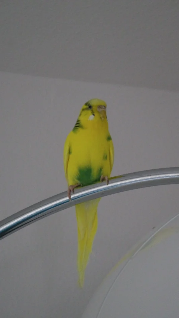 Wellensittich-Bild: Jasmin ist zwar eine meiner ältesten Welli-Damen, ist aber die kleinste, zierlichste. Ihre Besonderheit sind die Wangenfederchen, die auf einer Seite blau und auf der anderen Seite weiß sind.