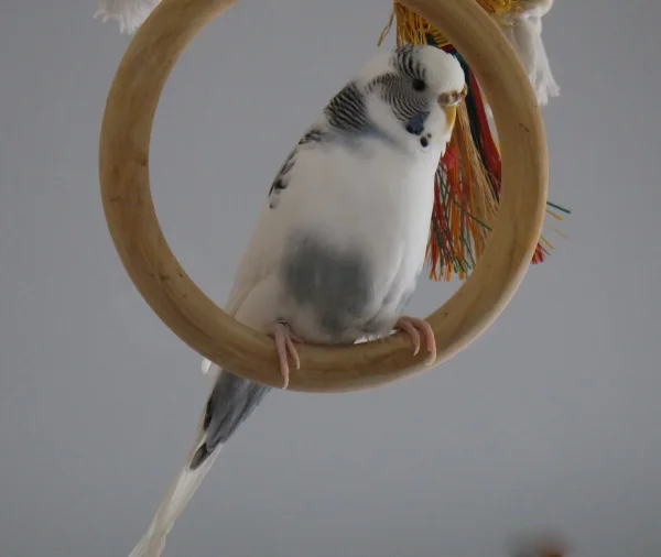 Wellensittich-Bild: Lilli, mit ihr fing meine Wellihaltung vor über 6 Jahren wieder an. Sie ist am längsten von allen neunen bei mir.