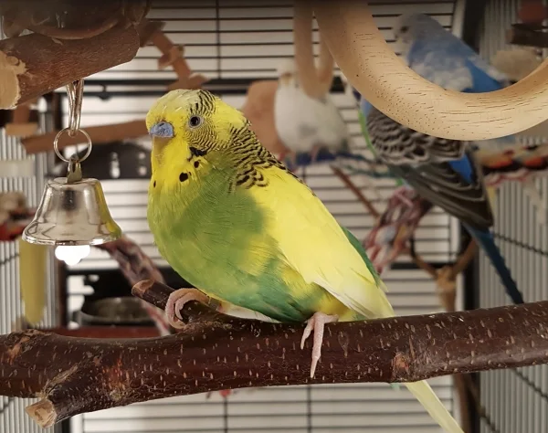 Wellensittich-Bild: Eddie ist einer meiner ältesten Wellis. Er kam im Juni 2017 zu mir und ist nun 11 Jahre alt. Seine Herzensdame Diva ist auch bei mir, sie ist im gleichen Alter.