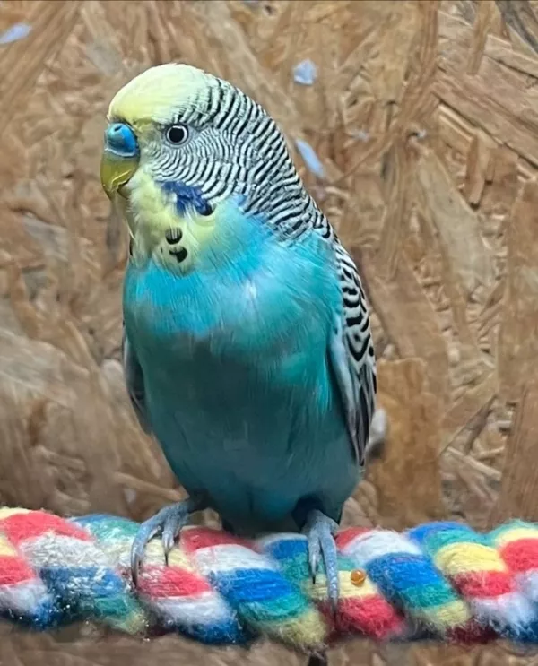 Wellensittich-Bild: Houdini holte ich als Gesellschaft für den flugunfähigen Merlin. Die beiden verstehen sich sehr gut. Houdini kann aufgrund fehlender Schwungfedern nur flattern. 