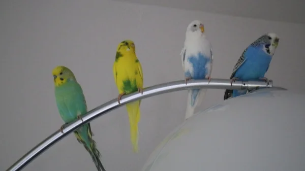 Wellensittich-Bild: Zu sehen sind von links nach rechts:
Kiwi, Jasmin, Sky und Marie auf ihrem Lieblingsplatz - der Bogenlampe, die so schön wippt.