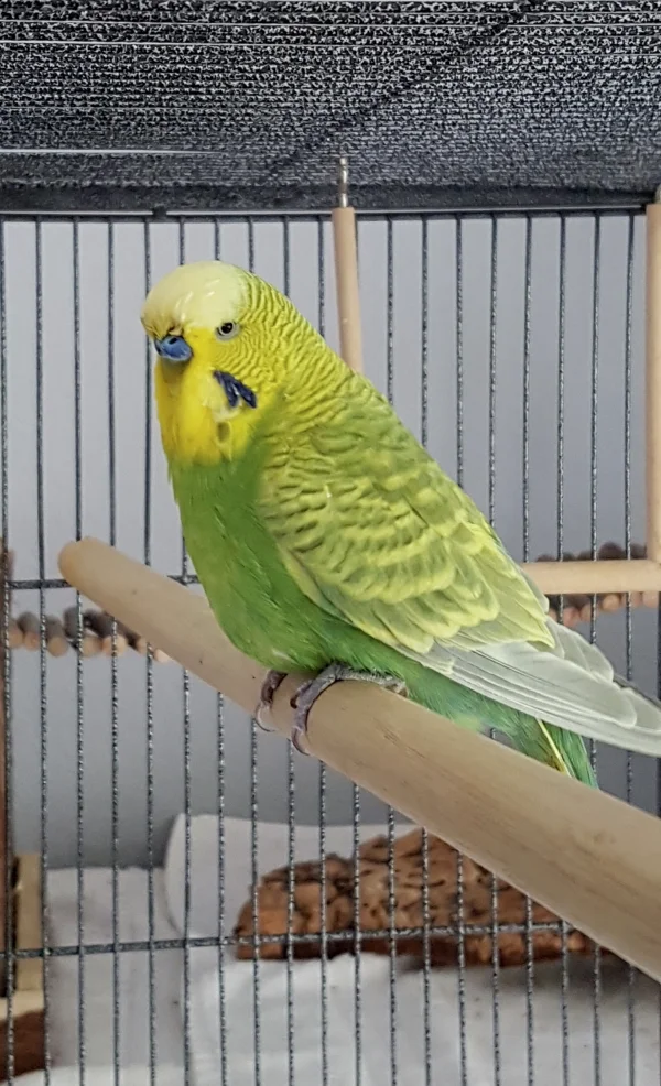 Wellensittich-Bild: Am 30.6. kam Posti zu mir - er hat 3 Partnerinnen überlebt und ist jetzt geschätzt 8 Jahre. Da er ursprünglich aus dem Tierheim kommt, weiß man das Alter nicht genau. Ich bin gespannt, wie er sich mit den anderen 8 versteht..