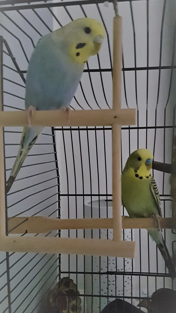 Wellensittich-Bild: Seit gestern habe ich diese beiden hübschen Wellis in meinem Schwarm. Sind beide Hähne? Ich bin nicht ganz sicher..