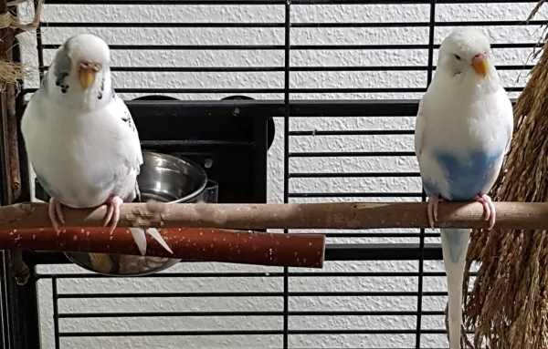 Wellensittich-Bild: Links sitzt Lilly, die am längsten bei mir ist. Und rechts Sky, der früher Schnuppi hieß.