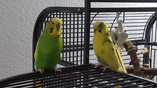 Wellensittich-Bild: GG und Jasmin kurz nach Jasmins Einzug 02/2017