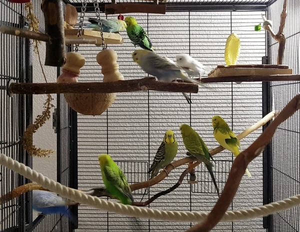 Wellensittich-Bild: Es sind alle 10 Bewohner auf dem Bild, aber Muffin versteckt sich..