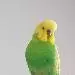 Kruemel