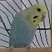 Pixi