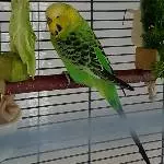 Mein letzter Neuzugang Fred / Freddy