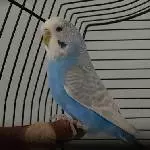 Das ist Miri