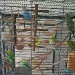 Meine 9 bunten Hühner in ihrer Senioren-Residenz