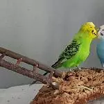 Fred und Miri - mein neues Liebespaar