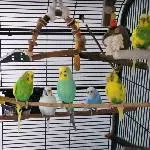 Das sind meine bunten Hühner