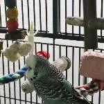Pattie - neu bei den bunten Hühnern