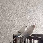 Muffin und Gino
