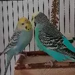 Pixi und Benni