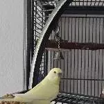 Jimmy und die Kolbenhirse