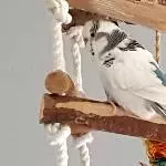 Lilly - meine weiße Wolke