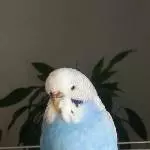 Meine Bluebell 