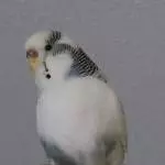 Die weiße Wolke Lilli