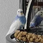 Wally mit stolzgeschwellter Brust mit Susi im Hintergrund
