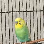 Bubi, dessen Hobbies Fressen und Hennen sind