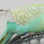 Kiwi kuschelt