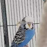 die zugeflogene Jule