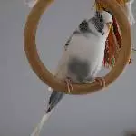 Lilli - meine weiße Wolke