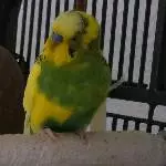 Der scheckige Eddie 