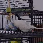 Sky krault Diva
