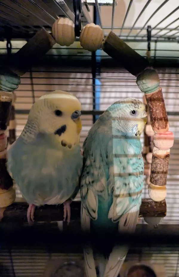 Wellensittich-Bild: Mein langjähriges Pärchen, Ollie und Sky, sie haben es sogar mal einige Minuten sehr gekuschelt auf eine Schaukel ausgehalten. Und ja es gab Ausweichmöglichkeiten.