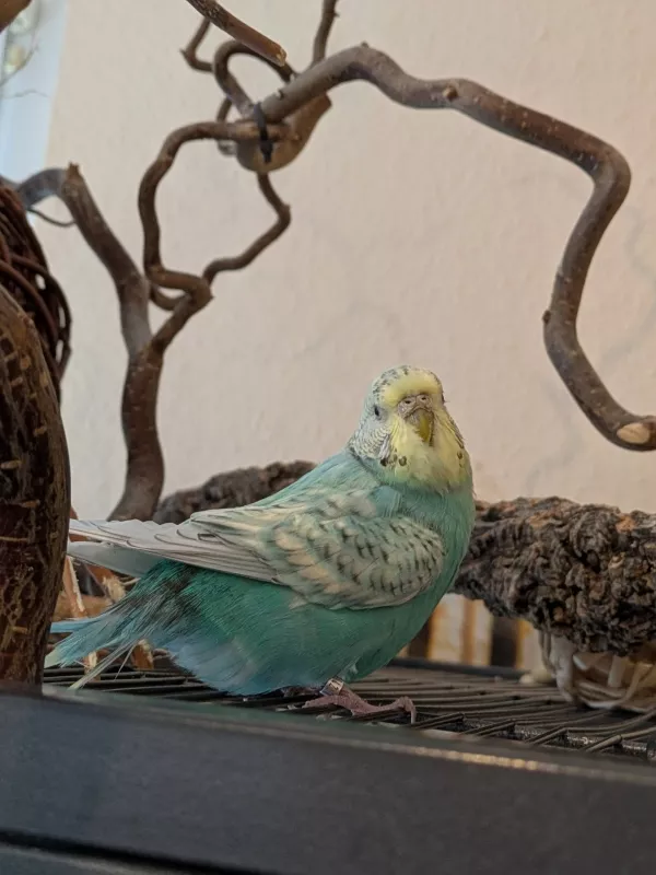 Wellensittich-Bild: Meine Henne Ollie, sie ist nun mit 9 Jahren der älteste Welli in meinen Schwarm. Ja die Federn sind nicht mehr alle schön, aber sie ist noch voller Lebensfreude. 