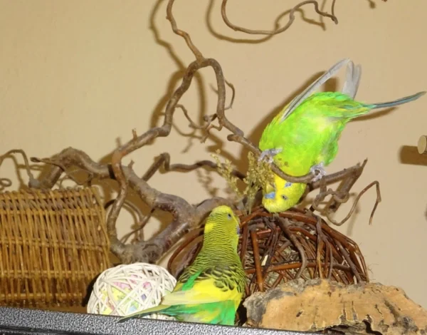 Wellensittich-Bild: Für Hirse machen meine Wellis viel. Hier verbiegt sich Tommy und Otto guckt etwas irritiert.