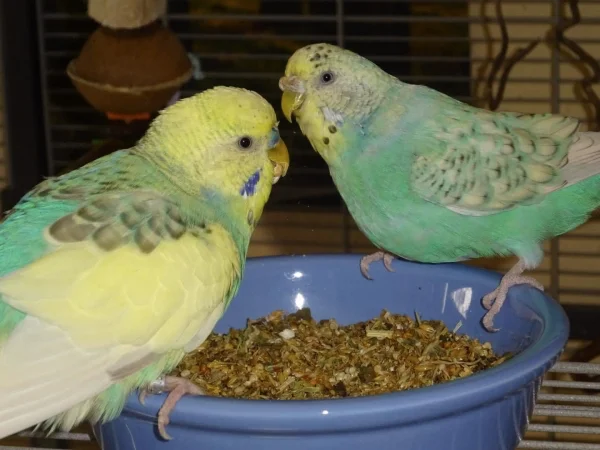 Wellensittich-Bild: Ollie und Sky, das zusammen fressen klappt zumindest bei den zweien