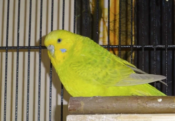 Wellensittich-Bild: Coco möchte ein neues Profilbild, das soll es werden
