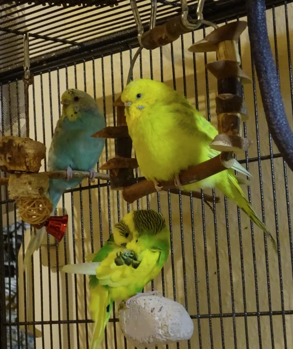 Wellensittich-Bild: Die Ollie knabbert einfach nur zu viel und der Hansi unter mir ist alt und schläfrig.Kein Wunder also wenn die zu dünn sind.Ich, Coco habe einfach nur eine Wohlstandsfigur.