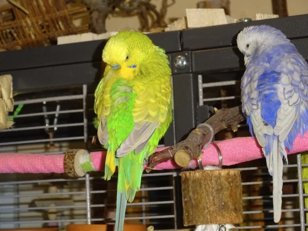 Wellensittich-Bild: Tommy und Cloud zeigen ihre tollen Farben und Muster