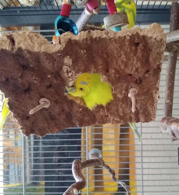 Wellensittich-Bild: Coco hatte es sich zur Aufgabe gemacht den Kork zu vernichten. Natürlich hat sie es geschafft.