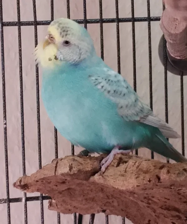 Wellensittich-Bild: Meine süße Ollie, welche ich lange für einen Hahn gehalten habe. Bei der Wachshaut nun ist es mehr als eindeutig.