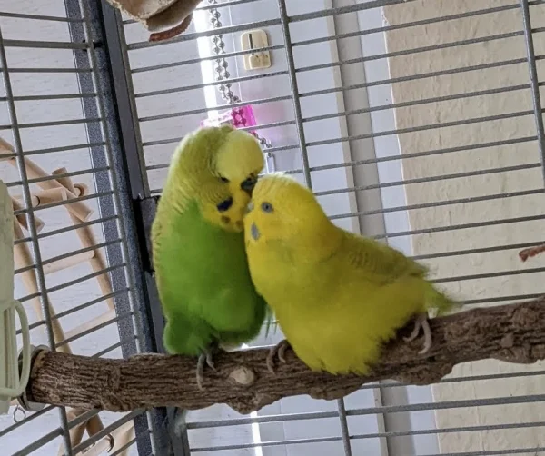 Wellensittich-Bild: Coco und Tommy eine Liebe seit 2017