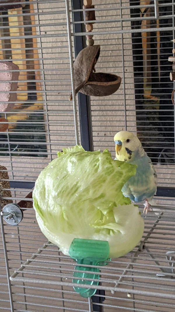 Wellensittich-Bild: Sky hat sich das große Blatt vorgenommen. Der Schnabel von ihm ist übrigens zu lang, er hat ein Leberproblem. Schnabel wurde inzwischen gekürzt.