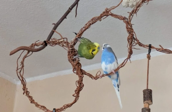 Wellensittich-Bild: Teshi versucht seine Freundin Bonny zu beeindrucken.