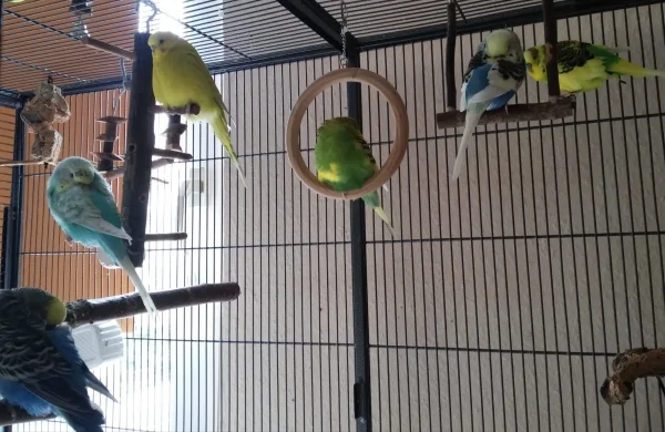 Wellensittich-Bild: Mein 6 Racker beim dösen am späten Nachmittag. Aber zwei Wächter sind noch da und passen auf.