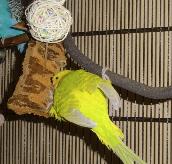 Wellensittich-Bild: ich sage, ich bin dünn wie ein Korkstück - Coco