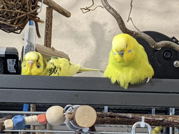 Wellensittich-Bild: Luna und Coco meine gemütlichen Hennen